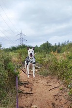 MUSK, Hund, Mischlingshund in Spanien - Bild 14