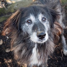 TORVA, Hund, Mischlingshund in Endingen - Bild 13