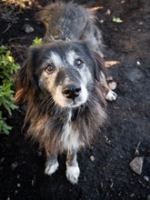 TORVA, Hund, Mischlingshund in Endingen - Bild 19