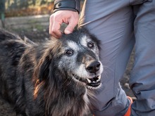 TORVA, Hund, Mischlingshund in Endingen - Bild 20