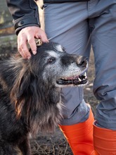 TORVA, Hund, Mischlingshund in Endingen - Bild 21