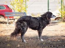 TORVA, Hund, Mischlingshund in Endingen - Bild 23