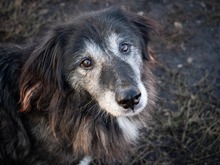 TORVA, Hund, Mischlingshund in Endingen - Bild 24