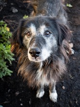 TORVA, Hund, Mischlingshund in Endingen - Bild 26