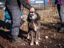 TORVA, Hund, Mischlingshund in Endingen - Bild 27