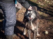 TORVA, Hund, Mischlingshund in Endingen - Bild 28