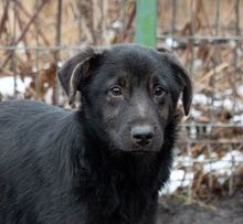 SULTAN, Hund, Mischlingshund in Rumänien