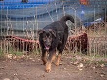 SULTAN, Hund, Mischlingshund in Rumänien - Bild 10