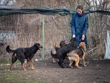 SULTAN, Hund, Mischlingshund in Rumänien - Bild 12