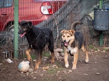 SULTAN, Hund, Mischlingshund in Rumänien - Bild 13