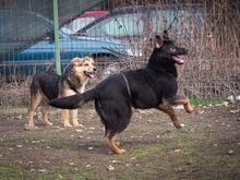 SULTAN, Hund, Mischlingshund in Rumänien - Bild 14