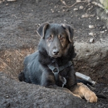 SULTAN, Hund, Mischlingshund in Rumänien - Bild 15