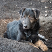 SULTAN, Hund, Mischlingshund in Rumänien - Bild 17