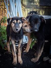 SULTAN, Hund, Mischlingshund in Rumänien - Bild 18