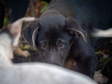 SULTAN, Hund, Mischlingshund in Rumänien - Bild 19