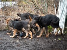 SULTAN, Hund, Mischlingshund in Rumänien - Bild 20