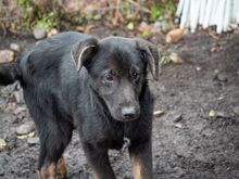 SULTAN, Hund, Mischlingshund in Rumänien - Bild 21