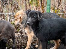 SULTAN, Hund, Mischlingshund in Rumänien - Bild 22