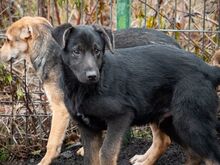 SULTAN, Hund, Mischlingshund in Rumänien - Bild 23