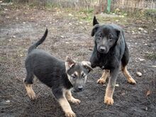 SULTAN, Hund, Mischlingshund in Rumänien - Bild 24