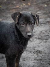 SULTAN, Hund, Mischlingshund in Rumänien - Bild 25