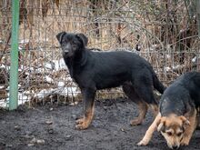 SULTAN, Hund, Mischlingshund in Rumänien - Bild 26