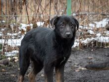 SULTAN, Hund, Mischlingshund in Rumänien - Bild 27