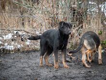 SULTAN, Hund, Mischlingshund in Rumänien - Bild 28