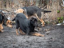 SULTAN, Hund, Mischlingshund in Rumänien - Bild 29