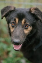 SULTAN, Hund, Mischlingshund in Rumänien - Bild 3