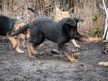 SULTAN, Hund, Mischlingshund in Rumänien - Bild 30