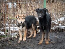 SULTAN, Hund, Mischlingshund in Rumänien - Bild 31