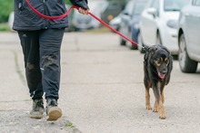 SULTAN, Hund, Mischlingshund in Rumänien - Bild 7