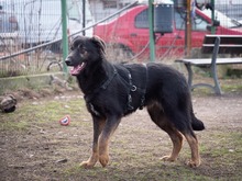 SULTAN, Hund, Mischlingshund in Rumänien - Bild 9