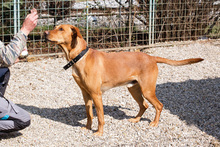 NOUGAT, Hund, Rhodesian Ridgeback-Labrador-Mix in Kroatien - Bild 1