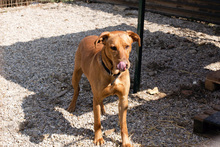 NOUGAT, Hund, Rhodesian Ridgeback-Labrador-Mix in Kroatien - Bild 2