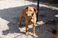 NOUGAT, Hund, Rhodesian Ridgeback-Labrador-Mix in Kroatien - Bild 3