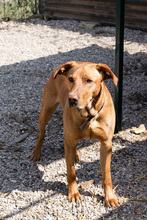 NOUGAT, Hund, Rhodesian Ridgeback-Labrador-Mix in Kroatien - Bild 4