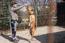 NOUGAT, Hund, Rhodesian Ridgeback-Labrador-Mix in Kroatien - Bild 5