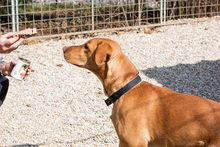 NOUGAT, Hund, Rhodesian Ridgeback-Labrador-Mix in Kroatien - Bild 6