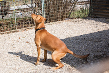 NOUGAT, Hund, Rhodesian Ridgeback-Labrador-Mix in Kroatien - Bild 7