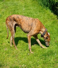 RICHARD, Hund, Galgo Español in Lörrach - Bild 2