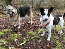 ZAKI, Hund, Mischlingshund in Schaffhausen - Bild 10