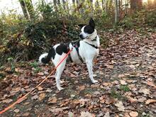 ZAKI, Hund, Mischlingshund in Schaffhausen - Bild 14