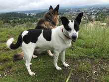 ZAKI, Hund, Mischlingshund in Schaffhausen - Bild 5