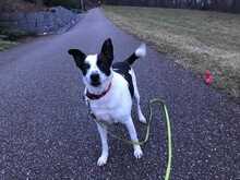 ZAKI, Hund, Mischlingshund in Schaffhausen - Bild 9