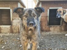 VITO, Hund, Mischlingshund in Rumänien - Bild 2