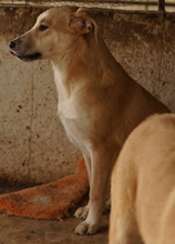 HONOLULU, Hund, Mischlingshund in Griechenland - Bild 3