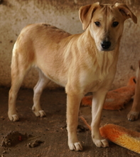 HONOLULU, Hund, Mischlingshund in Griechenland - Bild 4