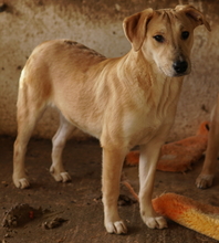 HONOLULU, Hund, Mischlingshund in Griechenland - Bild 5